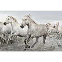 Horses - White Horses Poster Print (36x24in) #111012 4060942246269  173470822247